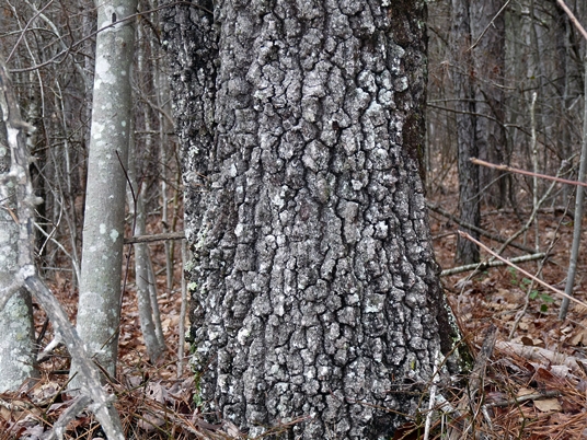 {Quercus marilandica}